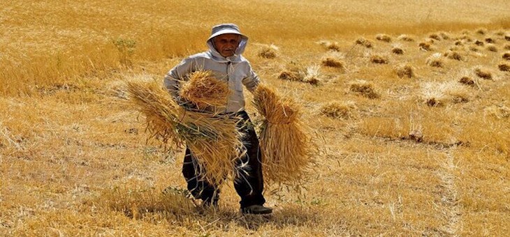 دولت ۷۰درصدحق بیمه کشاورزان را پرداخت می کند